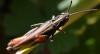 Omocestus rufipes